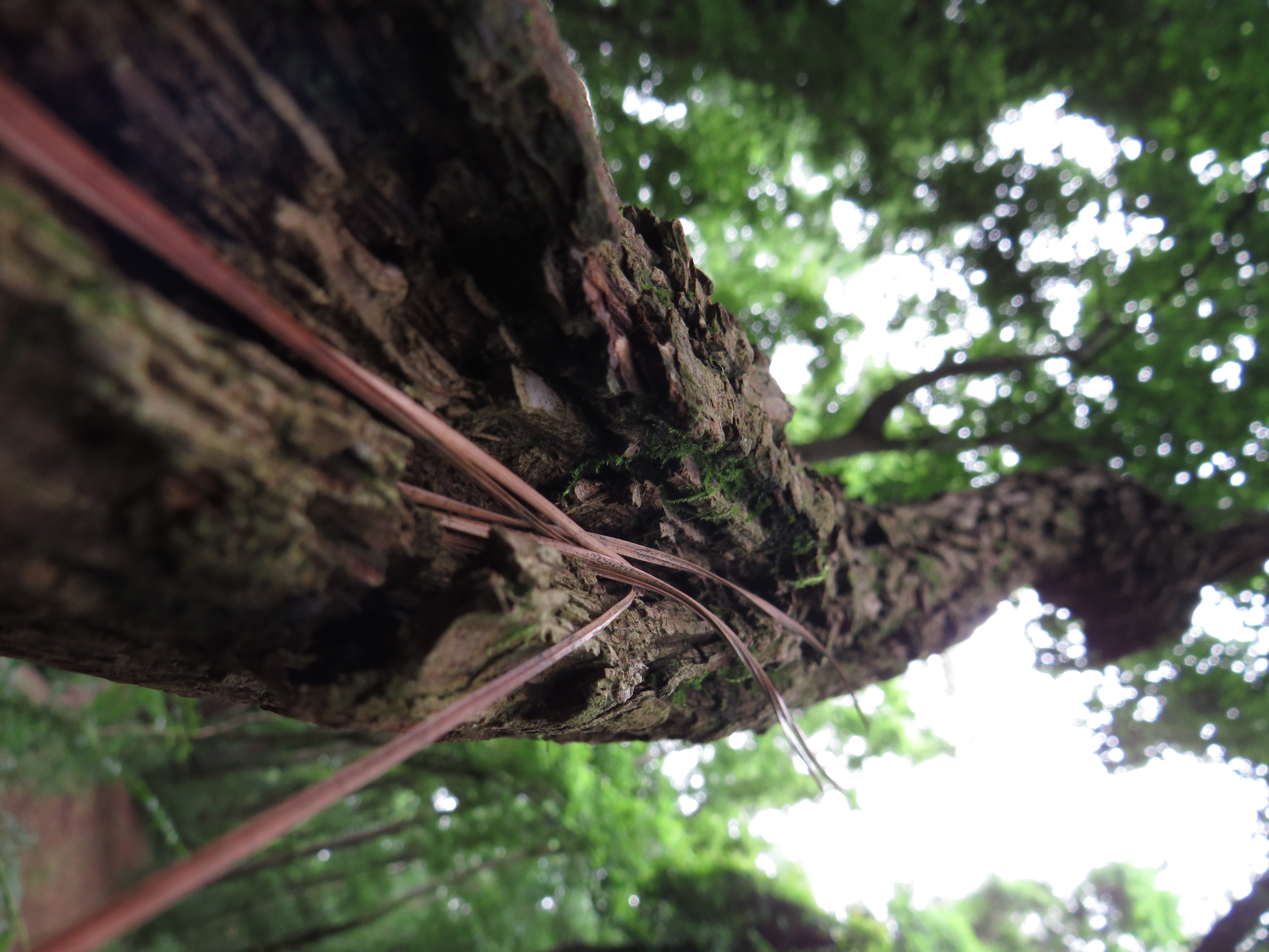 A peaceful flowing river